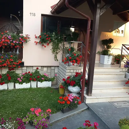 Vihor Daire Zlatibor